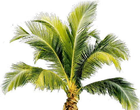  Palm Tree Png Image 2494 Free Palm Tree Png Palm Png