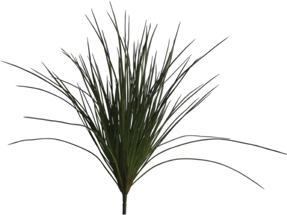  Download Hd Wild Grass Png Transparent Plants Wild Grass Png