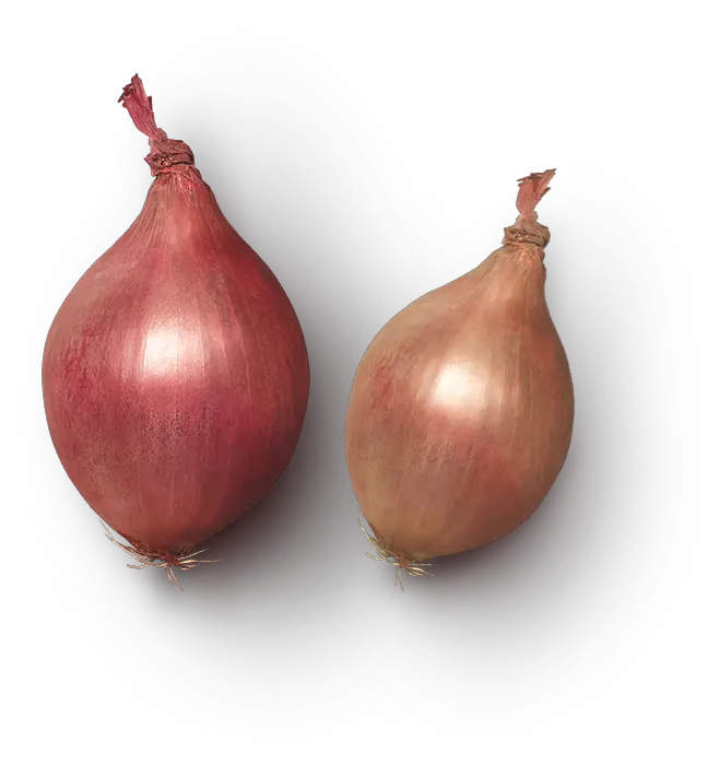  Index Of Wp Contentuploadslayersliderhomeslider Yellow Onion Png Onion Png