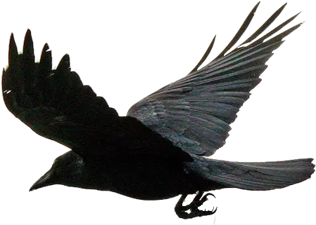  Flying The Crows Png Download Flying Crow Transparent Background Crow Transparent