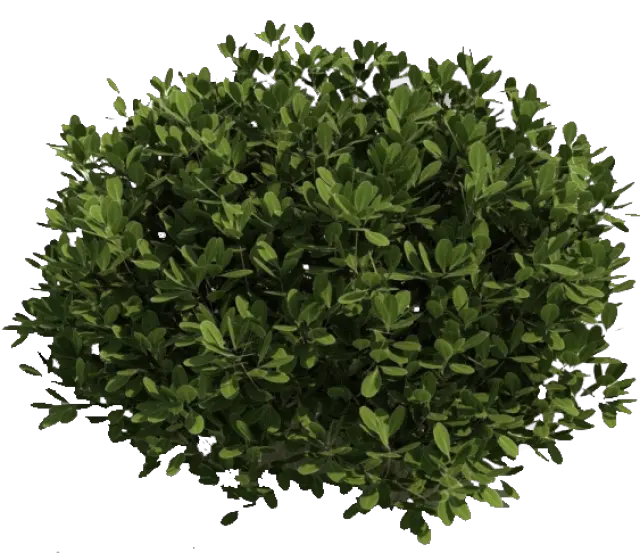  Bush Png Bush Top View Png Cut Png