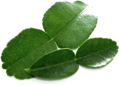  Kaffir Lime Leaves Png Free Download Png Mint Leaves Png