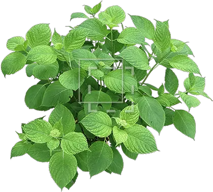  Hydrangea Branch Immediate Entourage Architectural Plant Free Png Hydrangea Png