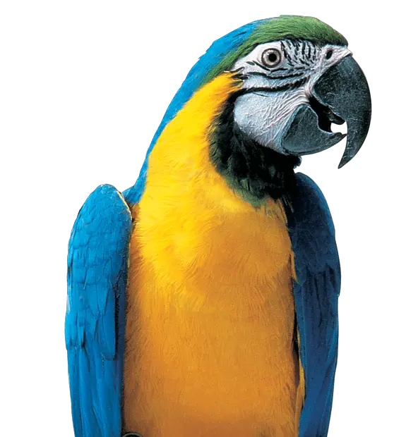  Download Hd Colorful Parrot Png Picture Macaw Transparent Colorful Parrot Png Parrot Png