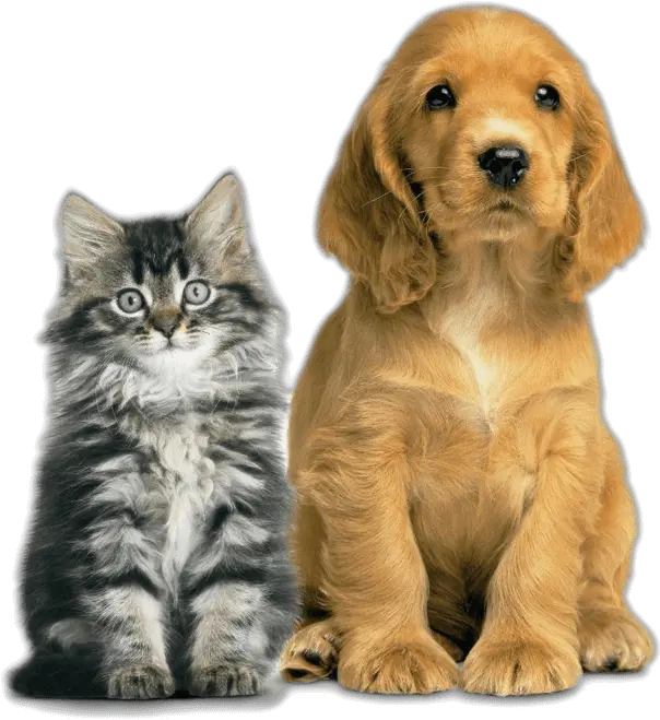  Vetwork Dog Vs Cat Vertical Png Pet Png