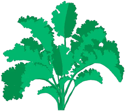  Curly Kale Fines Herbes Png Cilantro Icon