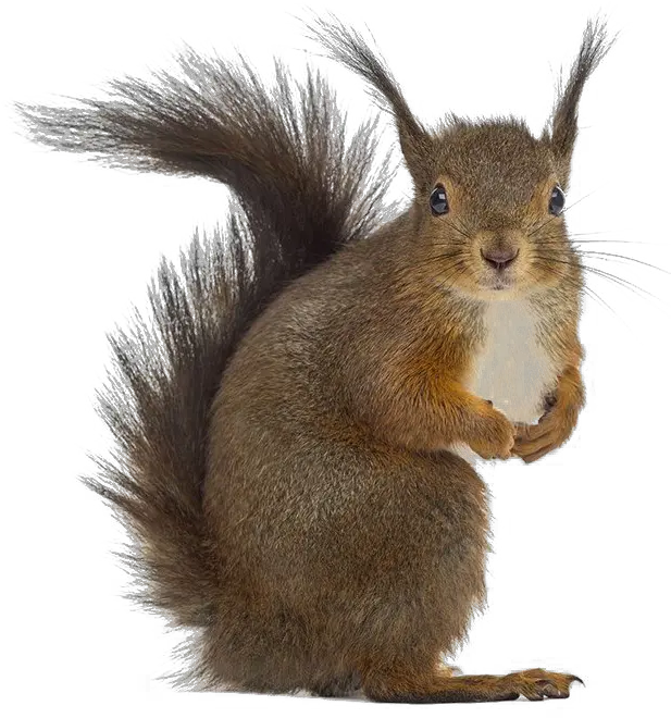  Squirrel Png Free Download Squirrel White Background Squirrel Transparent Background