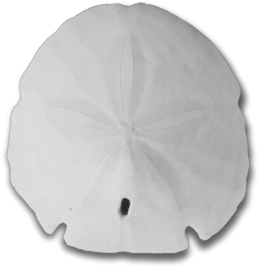  Download Free Png White Sand Dollar Sand Dollar Sand Dollar Png