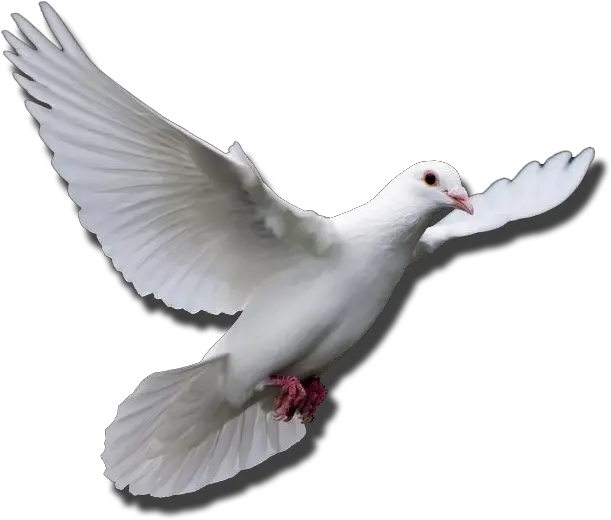  Flying Dove Gif Transparent Png Flying Dove Gif Png Dove Png