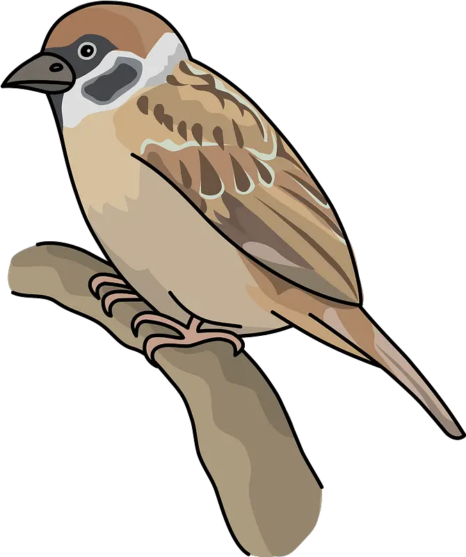  Sparrow Bird Clipart Free Download Transparent Png Creazilla Sparrow Clipart Bird Clipart Png