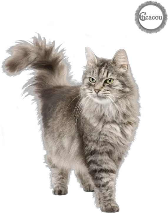  Download Tube Chat Png Persian Cat Png Png Image With No Siberian Cat Tube Png