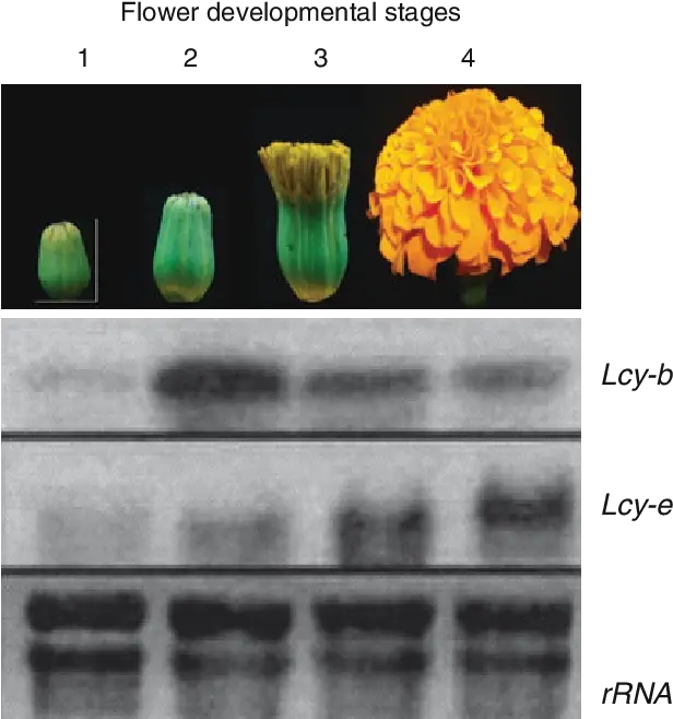  2 Mrna Analysis In Developing Flowers Of Marigold Stages Of A Marigold Png Marigold Transparent