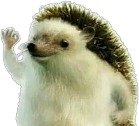  Download U003e Haha Yes Really Really Like This Image Really Really Really Like This Image Hedgehog Png Hedgehog Png