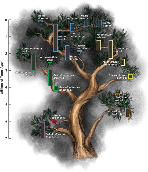  Redefining Homo Does Our Family Tree Need More Branches Homo Genus Family Tree Png Family Tree Png