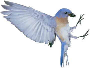  The Blue Bird Syndrome Happiness White Sparrow Png Flying Blue Bird Png Sparrow Png