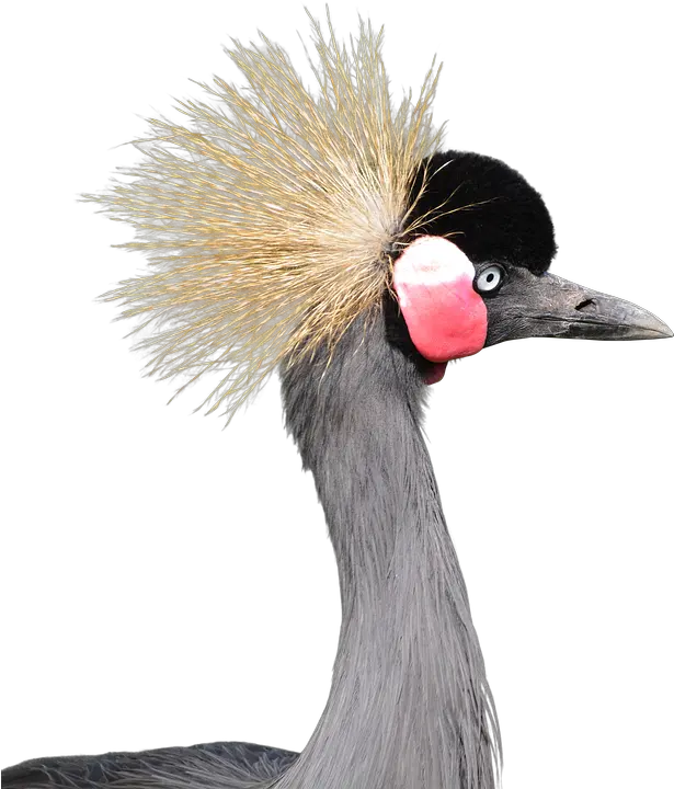  Gray Crowned Crane Head Grey Crowned Crane Png Crane Bird Png