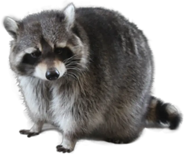  Raccoon Png Free Images Transparent Transparent Background Transparent Raccoon Raccoon Png