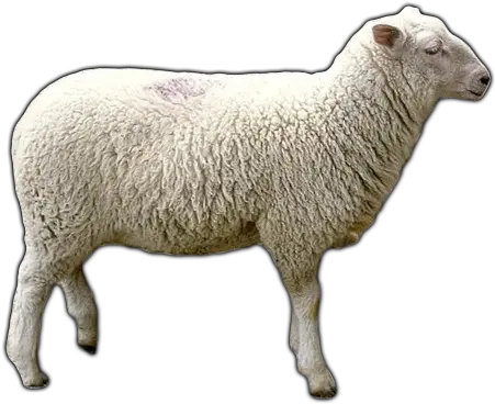  Sheep Png Transparent Background Sheep Png Sheep Png