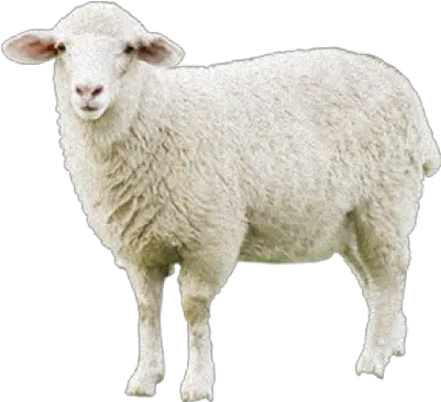  Sheep Png Transparent Transparent Background Sheep Png Sheep Png