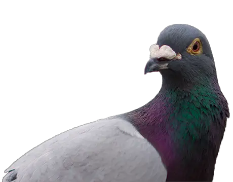  Png Image With Transparent Background Transparent Background Pigeon Transparent Pigeon Png