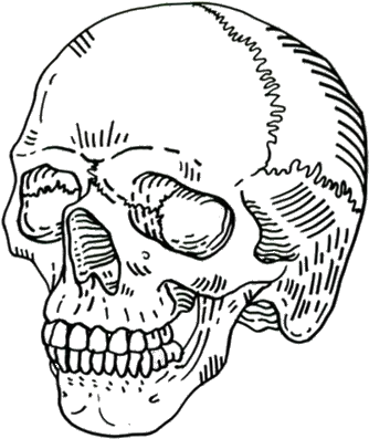  Png Free Skull Tumblr Skull Png Skull Drawing Png