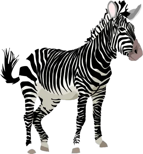  Download Zebra Png Clipart Zebra Clipart Zebra Transparent Background