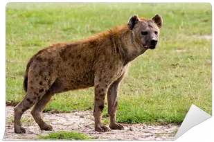  Spotted Hyena Wall Mural U2022 Pixers We Live To Change Spotted Hyena Png Hyena Png