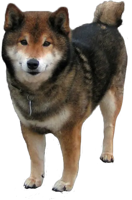  Download Shiba Inu Transparent Dog Shibe Doge I St Bernard Shiba Inu Png Shiba Inu Png