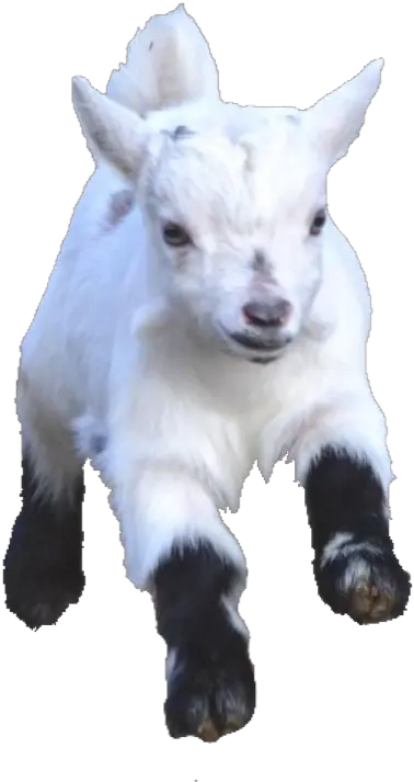  Babygoat Babygoats Goat Goats Freetoedit Baby Goat Hd Png Goat Emoji Png