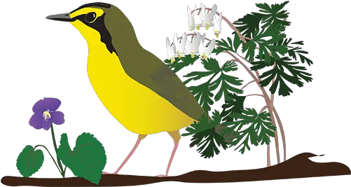  Festival Of Birds Welcome Birders Yellow Bird In Tree Png Birds Transparent