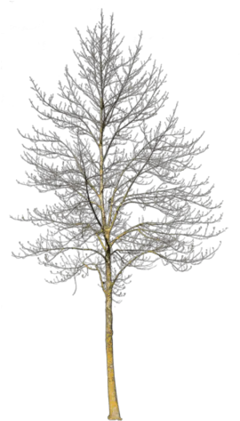  Deciduous Tree Winter Iii Winter Snow Tree Png Winter Tree Png