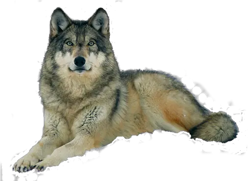  Png Background Captive Grey Canis Lupus Wolf Transparent