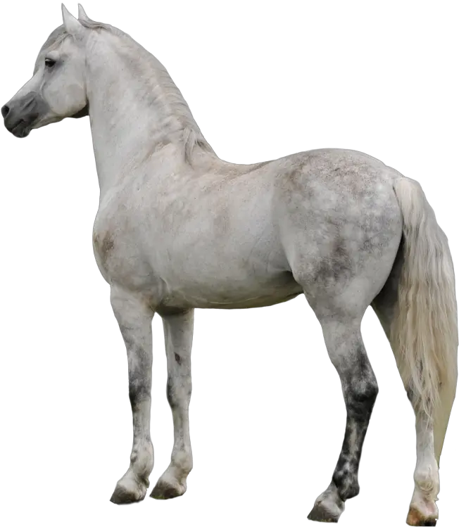  Horse Png Clipart Transparent Background White Horse Png Horse Clipart Png