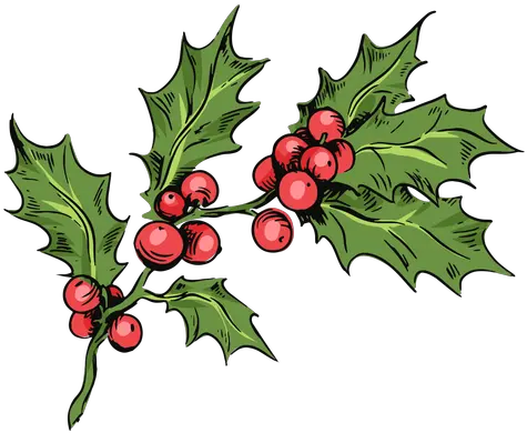  Mistletoe Branch Illustration American Holly Png Mistletoe Transparent