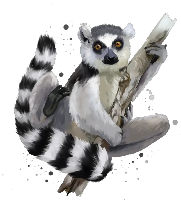  Lemur Png Images Transparent Background Play Ring Tailed Lemur Clipart Tail Png