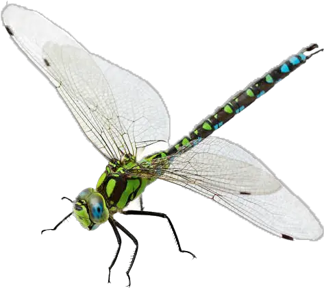  Dragonfly Png Transparent Image