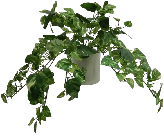  Modern Pothos Tabletop Ivy In Pot Ivy In A Pot Png Ivy Transparent