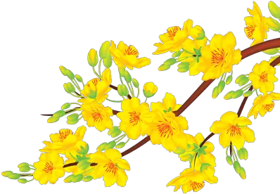  Ghim Ca Empty Trên Flowers Painting Trong 2020 Thc Vt Yellow Apricot Blossom Png Cherry Blossom Png