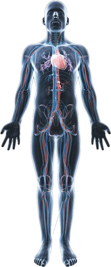  Body Png Transparent Images Transparent Human Anatomy Png Human Body Png