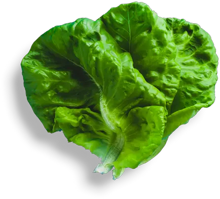  Hirut Romaine Lettuce Png Lettuce Transparent