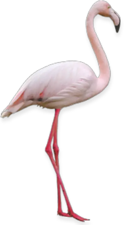  Download Free Png Flamingo Backgroundtransparent Dlpngcom Flamingo Png On Transparent Background Flamingo Transparent Background