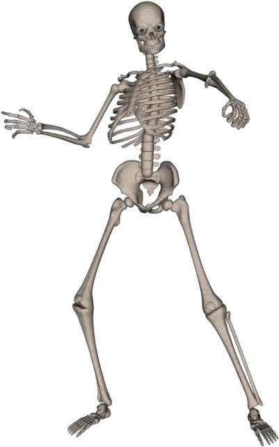  Sptc38 Skeleton Png Transparent Clipart Big Pictures Hd Skeletons Png Bone Transparent Background