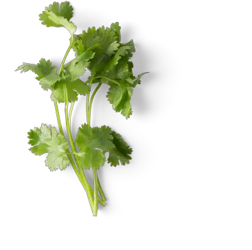  Chipotle Cilantro Transparent Png Cilantro Png