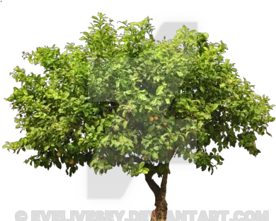  Lemon Tree Top Png 1 Image Realistic Tree Vector Lemon Tree Png