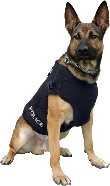  German Shepherd Police Dog Dog Png Image Police Dogs German Shepherd Police Png German Shepherd Png