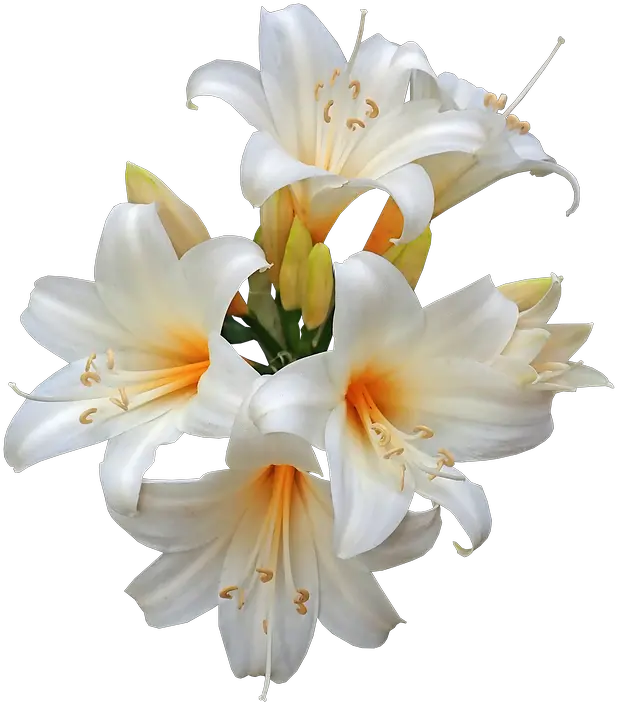  Belladonna Lilies Easter Easter Lilies Transparent Png Easter Lily Png