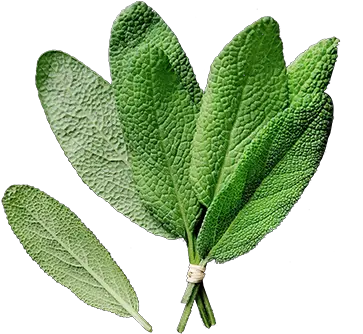  Download Sage Maidenhair Tree Png Sage Png