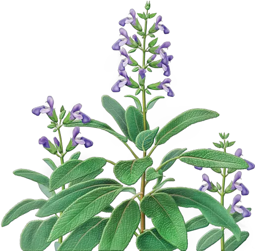  Catnip Drawing Skullcap Herb Sage Tea Png Sage Png