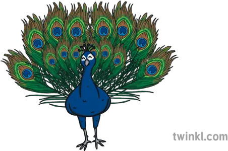  Ks1 Cute Peacock Illustration Twinkl Turkey Png Peacock Png