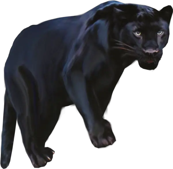  Pantera Animal Png Clipart Black Black Panthers Animal Clipart Jaguar Png